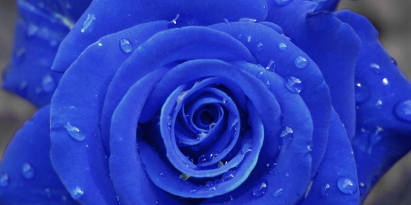 玫瑰花的代表寓意及意义（红玫瑰的代表寓意及爱情的象征）