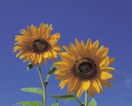 向日葵的含义（向日葵花的象征意义及内涵）