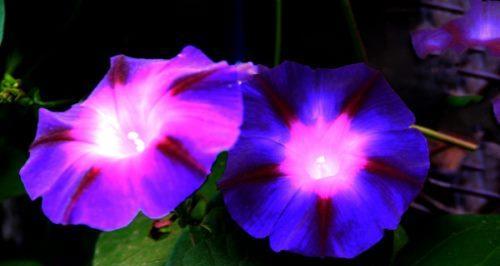 牵牛花的花语和寓意（探索牵牛花的花语和寓意）