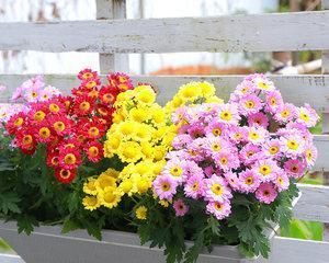 家里可以种小雏菊吗?小雏菊种植条件和注意事项是什么? 家里可以种小雏菊吗?小雏菊种植条件和注意事项是什么?