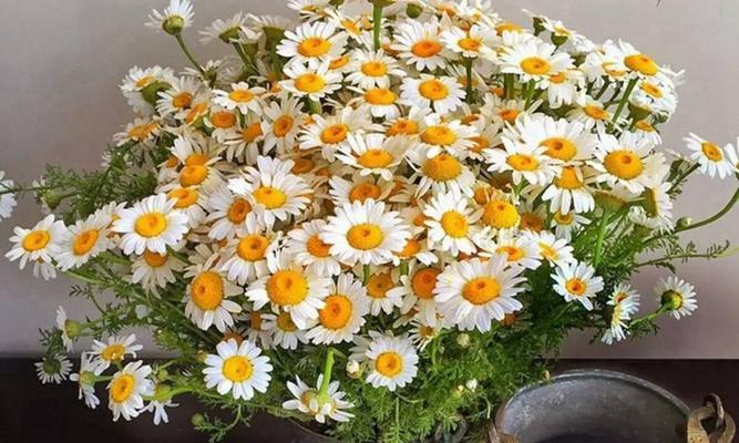 家里可以种小雏菊吗?小雏菊种植条件和注意事项是什么? 家里可以种小雏菊吗?小雏菊种植条件和注意事项是什么?