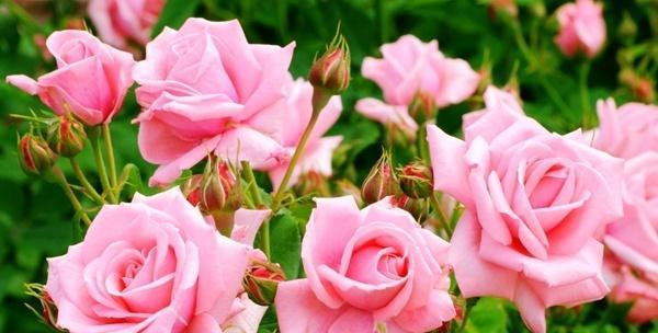 不同颜色玫瑰的花语（玫瑰的世界）