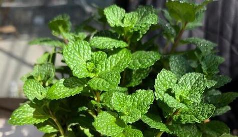 薄荷植物是否耐晒？如何正确养护避免阳光伤害？