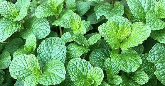 薄荷植物是否耐晒？如何正确养护避免阳光伤害？