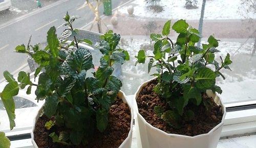 薄荷植物是否耐晒？如何正确养护避免阳光伤害？