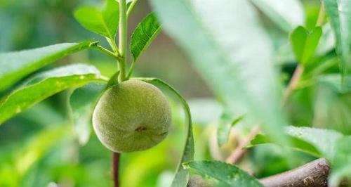桃子什么时候开花结果？如何确保高产丰收？