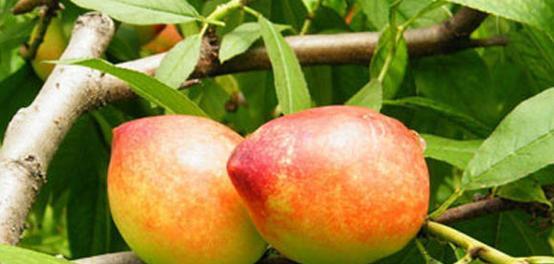 桃子什么时候开花结果？如何确保高产丰收？