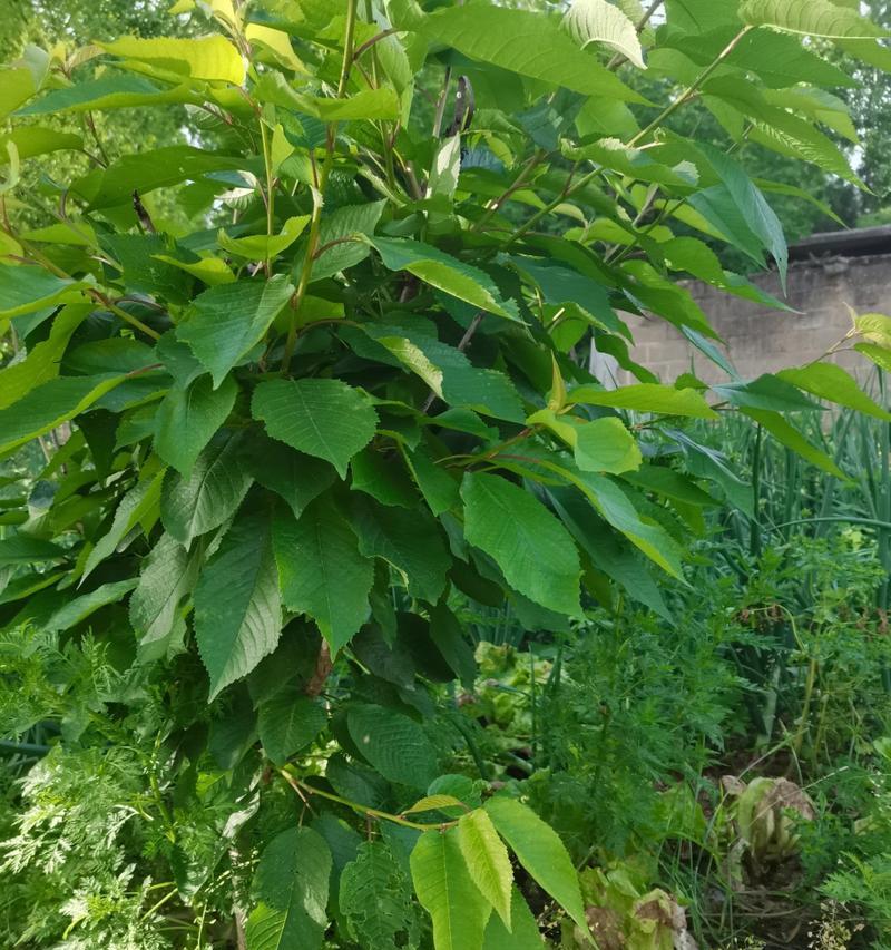 桃子什么时候开花结果？如何确保高产丰收？