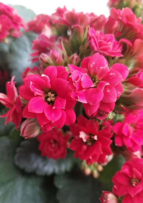 长寿花（长寿花的花语及传说故事）