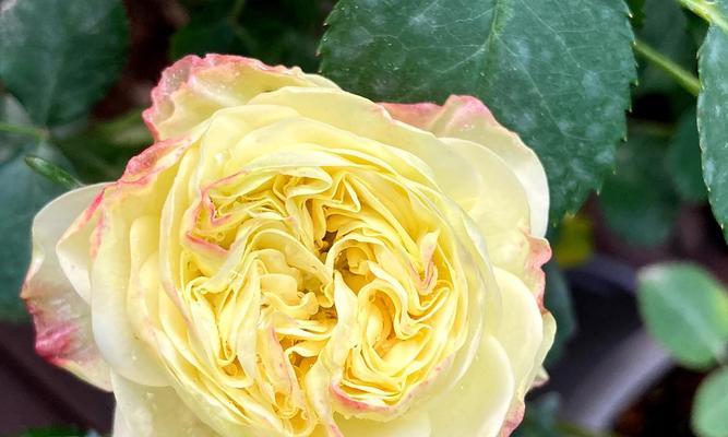奶油龙沙宝石月季有哪些优点和缺点？