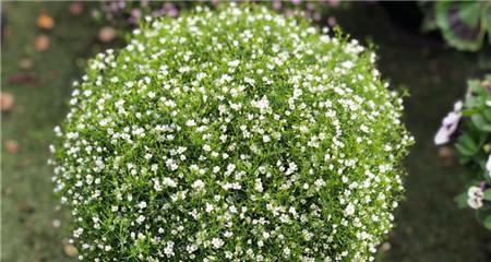 满天星属于一年生植物还是多年生植物？如何区分？
