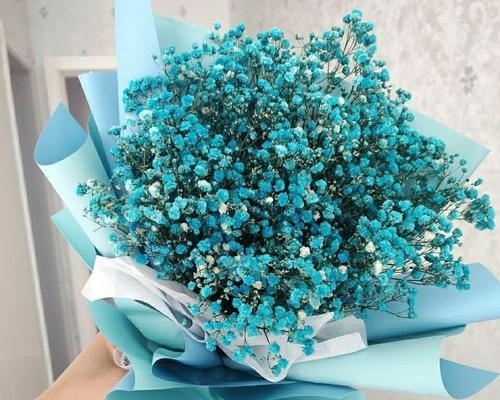 满天星属于一年生植物还是多年生植物？如何区分？