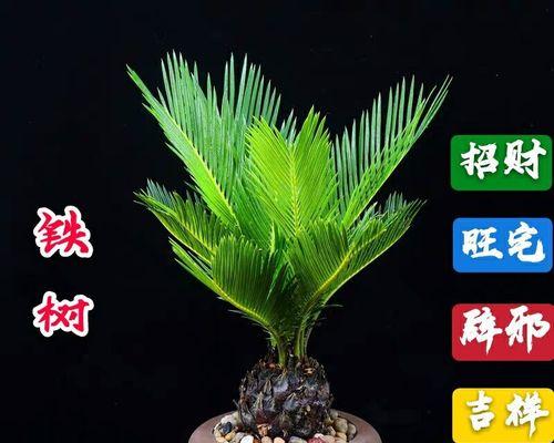 庭院盆栽植物有哪些？如何选择适合的盆栽植物？