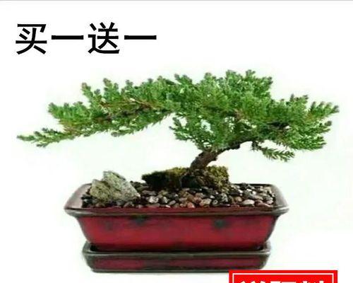 庭院盆栽植物有哪些?如何选择适合的盆栽植物? 庭院盆栽植物有哪些?如何选择适合的盆栽植物?