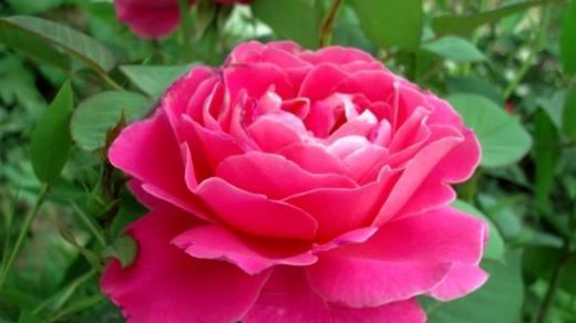 月季花语（探索月季花语的象征与意义）