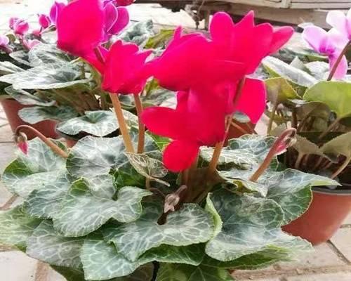 仙客来种植时选择大盆还是小盆好？哪种更利于生长？