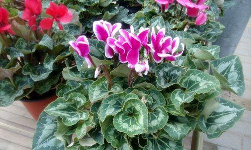 仙客来种植时选择大盆还是小盆好？哪种更利于生长？
