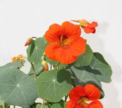 旱金莲最佳种植时间是什么时候？如何确保成活率？