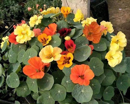 旱金莲最佳种植时间是什么时候？如何确保成活率？