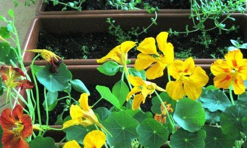 旱金莲最佳种植时间是什么时候？如何确保成活率？