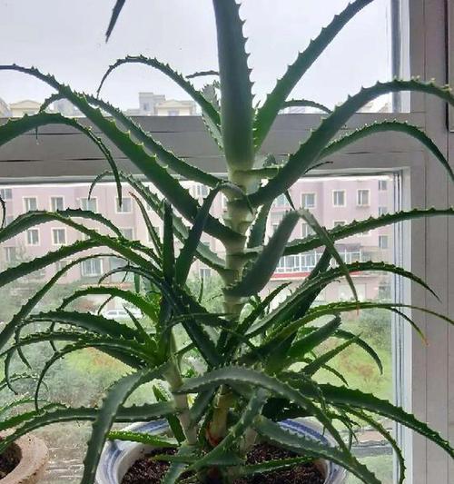 家里养龙骨风水好吗？龙骨植物的风水影响是什么？
