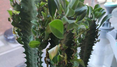 家里养龙骨风水好吗？龙骨植物的风水影响是什么？