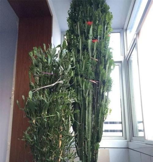 家里养龙骨风水好吗？龙骨植物的风水影响是什么？