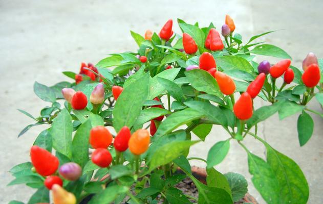 五彩椒是多年生植物吗？种植五彩椒的常见问题解答？