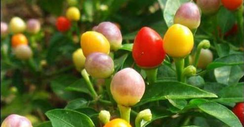 五彩椒是多年生植物吗？种植五彩椒的常见问题解答？