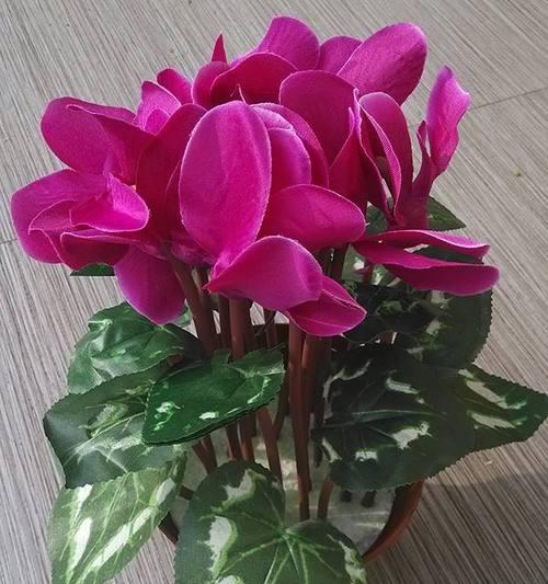 仙客来块茎繁殖怎么做？种植过程中常见问题有哪些？