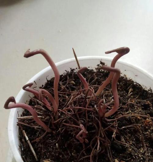 仙客来块茎繁殖怎么做？种植过程中常见问题有哪些？