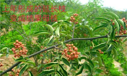 花椒树修剪的最佳时期是什么时候？如何修剪才能提高产量？