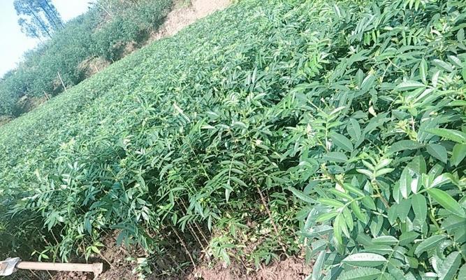 花椒树修剪的最佳时期是什么时候？如何修剪才能提高产量？