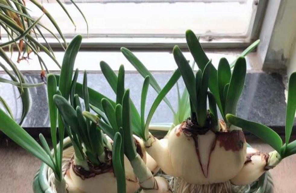 水仙是多年生还是年生植物？如何正确种植和养护？