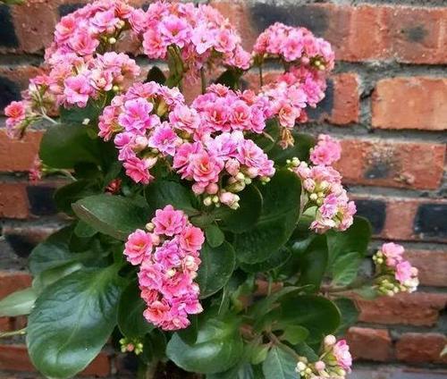 长寿花冬天养护技巧有哪些？如何确保长寿花安全过冬？