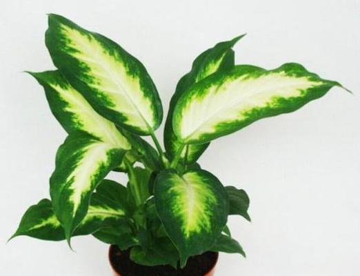 万年青的象征意义与传承（绿色生命的永恒之美）