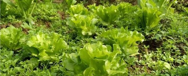 什么季节的蔬菜最鲜美？蔬菜成熟上市时间表？