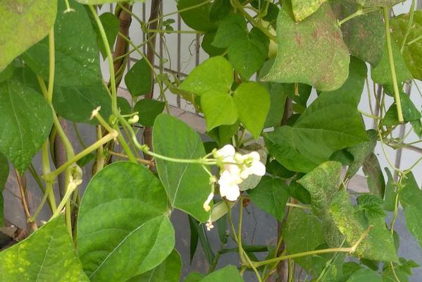 四季豆什么时候种植最好？种植时间有讲究吗？