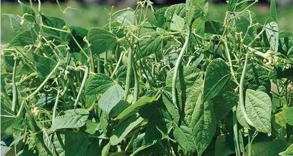 四季豆什么时候种植最好？种植时间有讲究吗？