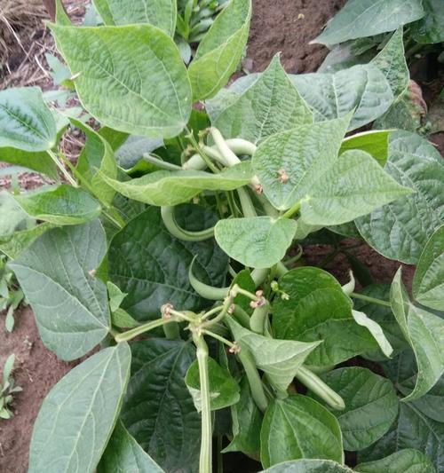 四季豆什么时候种植最好？种植时间有讲究吗？