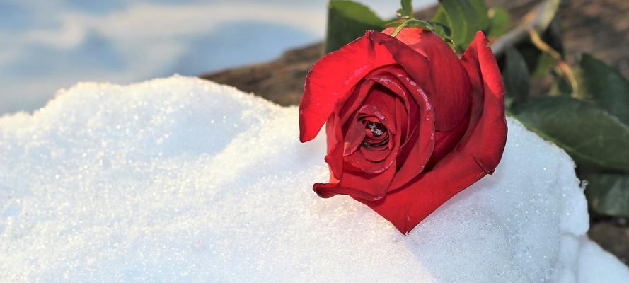 玫瑰花的象征意义与传说（探寻玫瑰花的历史渊源和文化内涵）