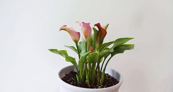 马蹄莲不长叶子怎么办？如何促进马蹄莲叶子生长？