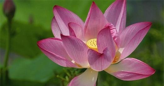 荷花的寓意与象征——解读荷花在风水中的重要意义（荷花的美丽与祥和）