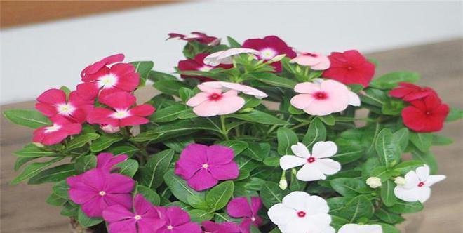 长春花浇水频率如何根据季节调整？