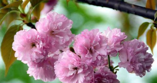 樱花的花语及代表意义（探寻樱花背后的深意）