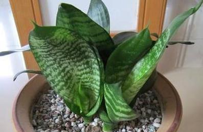 虎皮兰换土换盆的最佳时机是什么时候？步骤和注意事项有哪些？