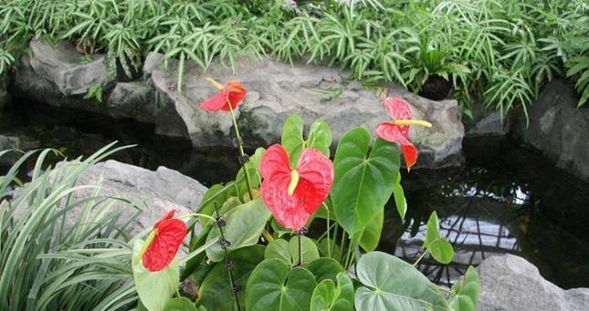 花烛怎么养殖方法？有哪些注意事项？