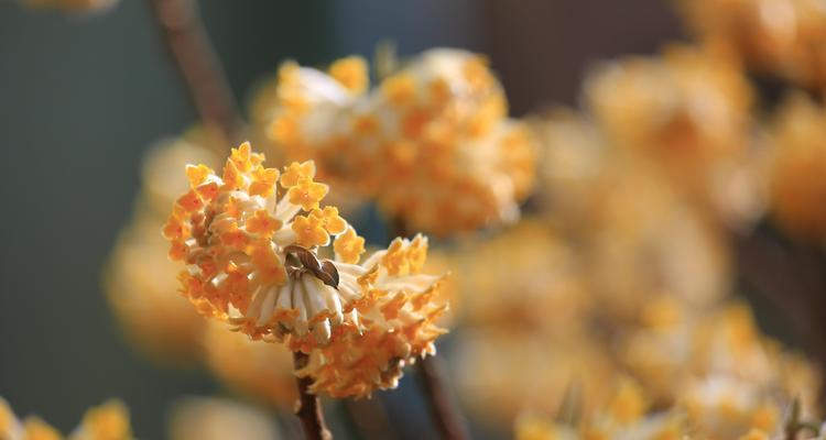 以结香花的寓意是什么(探寻结香花的象征意义及传统文化内涵)