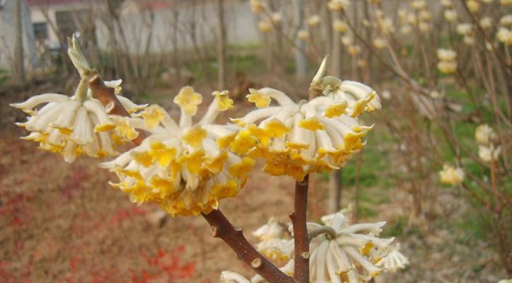 以结香花的寓意是什么（探寻结香花的象征意义及传统文化内涵）_花植网