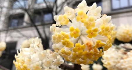 以结香花的寓意是什么（探寻结香花的象征意义及传统文化内涵）_花植网